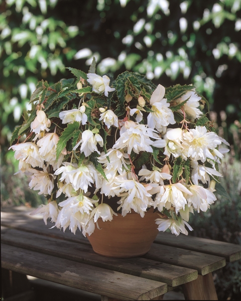 Begonia Funky White (169)- бегония каскадна бяла